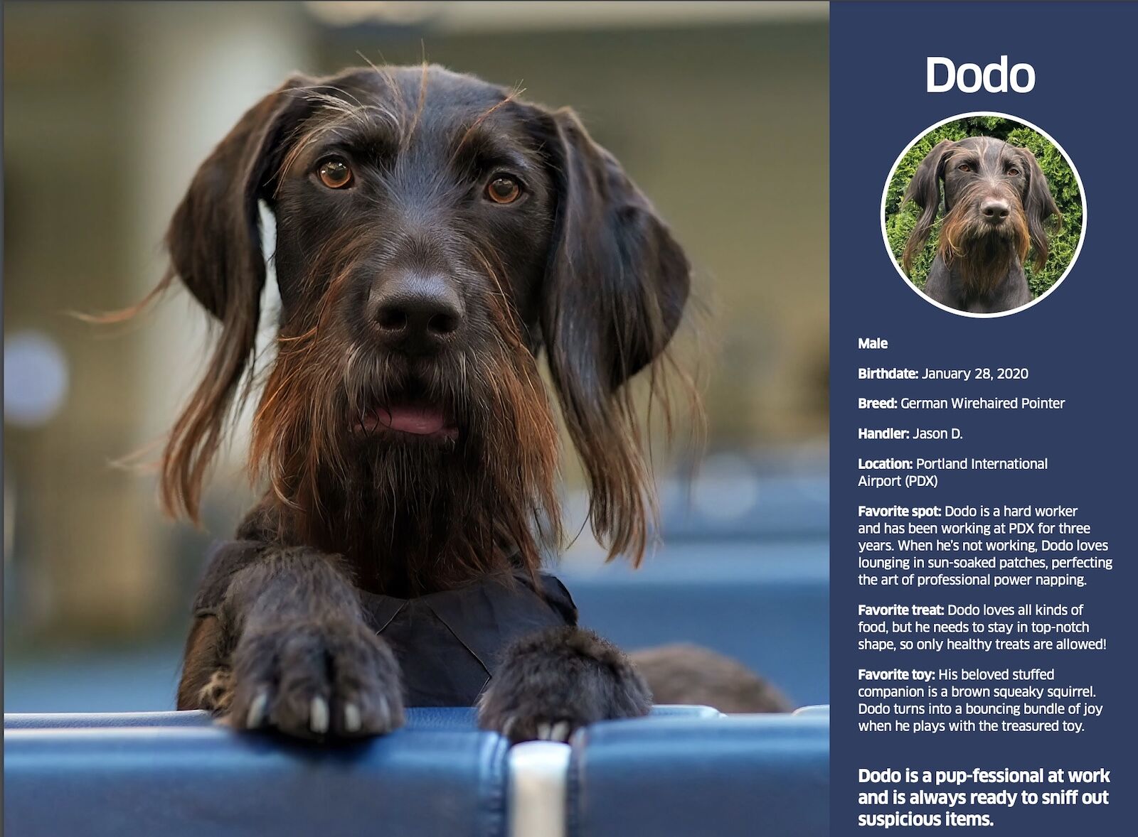 The 2025 TSA Canine Calendar Is the Best Thing to Come Out of Airport